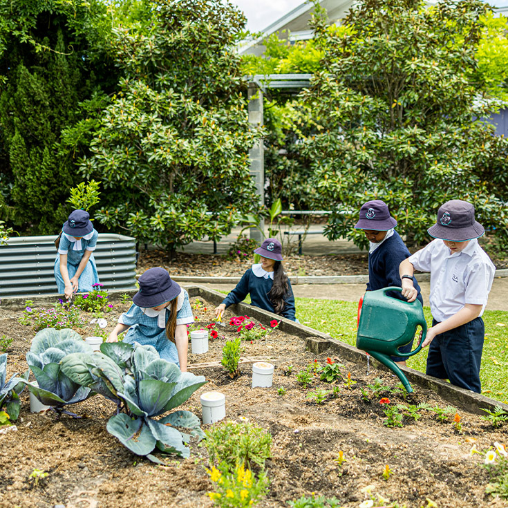 Students tending the school garden at Our Lady of the Angels Primary School Rouse Hill